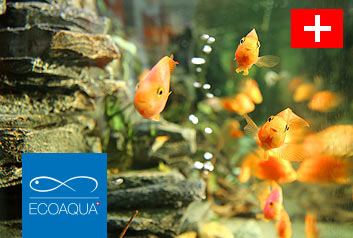 Web design Belgrade | Studio 77 + | Ecoaqua aquariums
